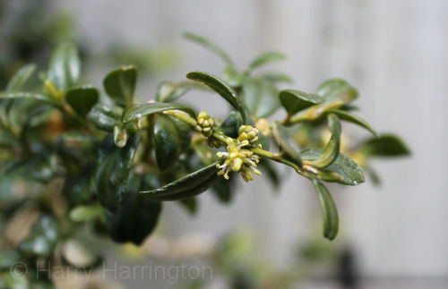 box buxus bonsai flower